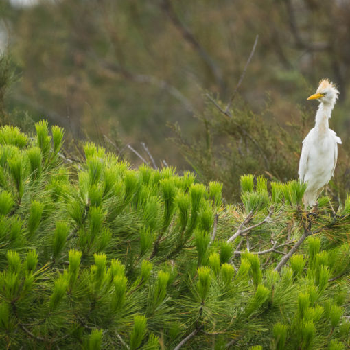 Héron gardeboeufs / Bubulcus ibis