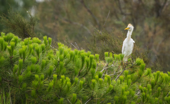 Héron gardeboeufs / Bubulcus ibis