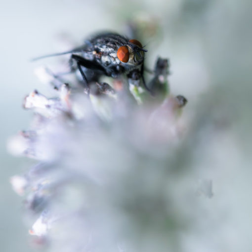 Mouche à damier / Sarcophaga carnaria