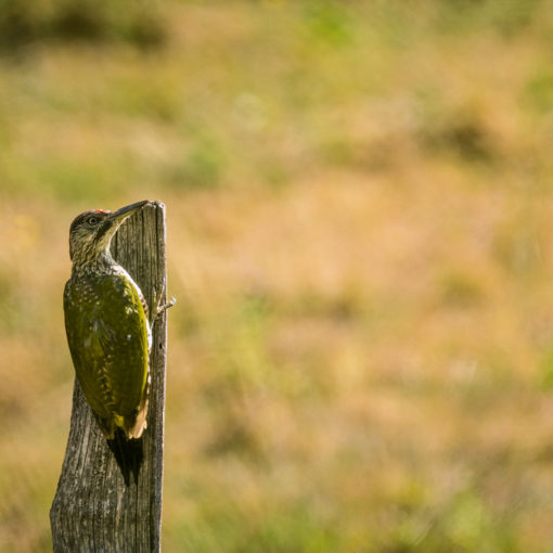 Pic vert / Picus viridis