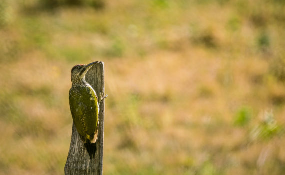 Pic vert / Picus viridis