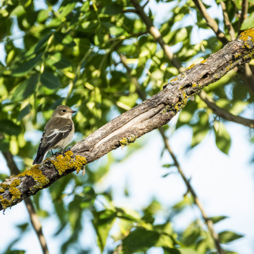 Gobemouche noir / Ficedula hypoleuca