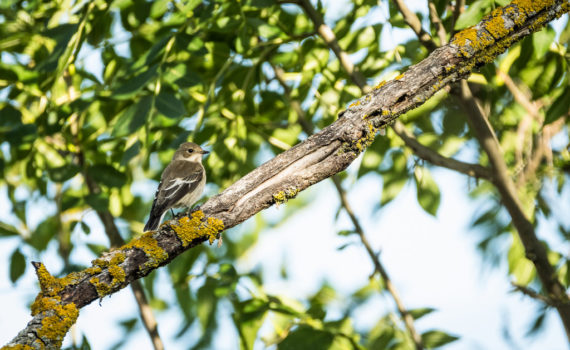 Gobemouche noir / Ficedula hypoleuca