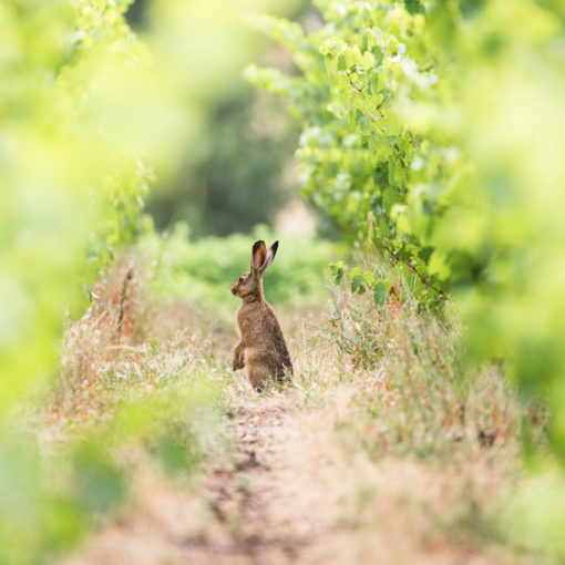 Lièvre d'Europe / Lepus europaeus