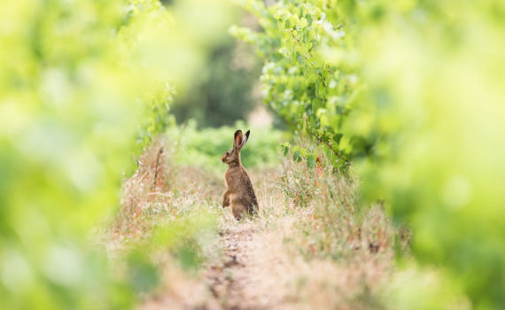 Lièvre d'Europe / Lepus europaeus