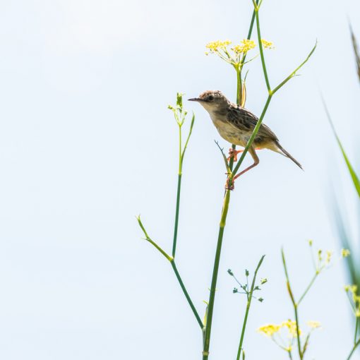 Cisticole des joncs / Cisticola juncidis