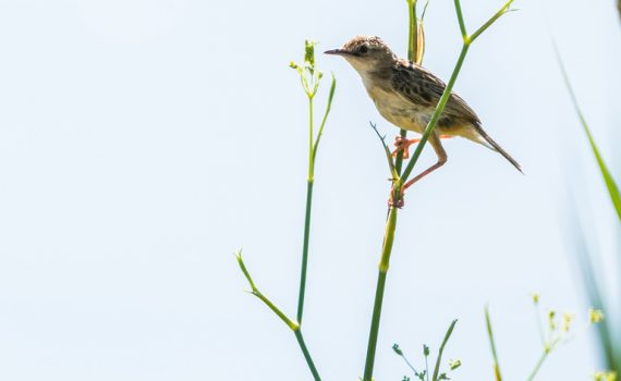 Cisticole des joncs / Cisticola juncidis