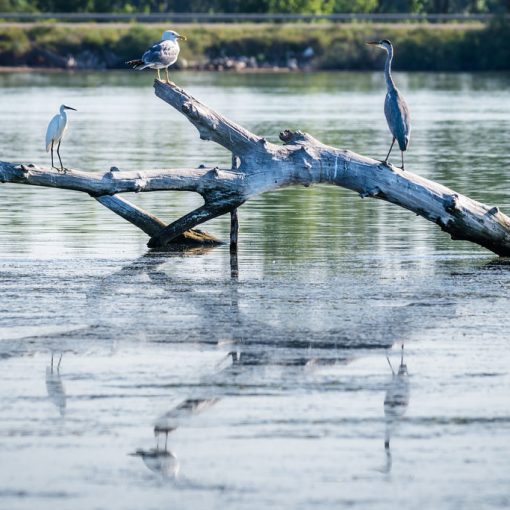 Huitrier pie, Aigrette garzette, Goéland leucophée, Héron cendré / Larus michahellis, Egretta garzetta, Haematopus ostralegus, Ardea cinerea