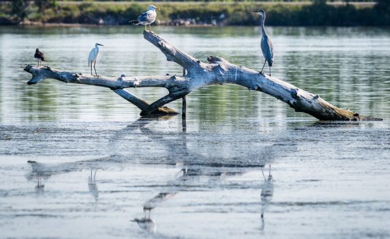 Huitrier pie, Aigrette garzette, Goéland leucophée, Héron cendré / Larus michahellis, Egretta garzetta, Haematopus ostralegus, Ardea cinerea