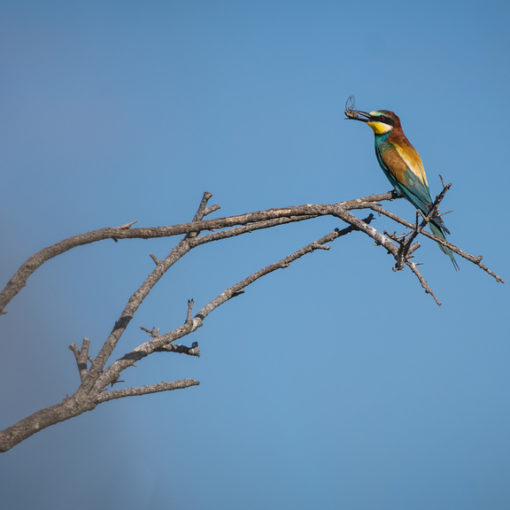 Guêpier d'Europe / Merops apiaster