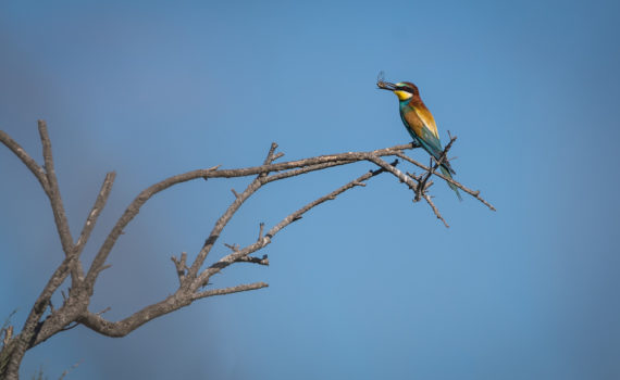 Guêpier d'Europe / Merops apiaster