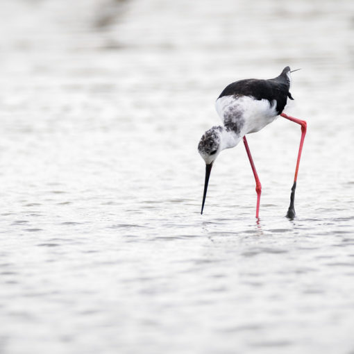 Echasse blanche / Himantopus himantopus