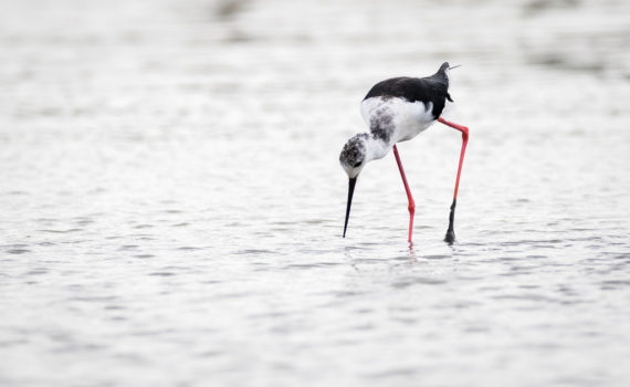 Echasse blanche / Himantopus himantopus