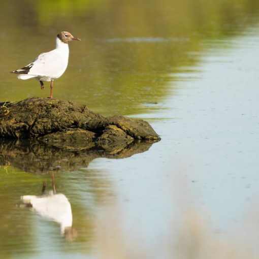 Mouette rieuse / Chroicocephalus ridibundus