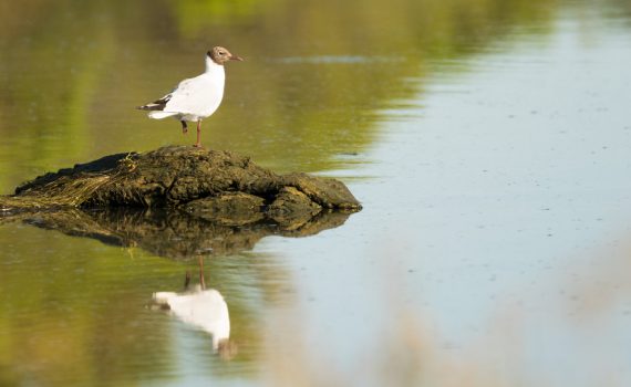 Mouette rieuse / Chroicocephalus ridibundus