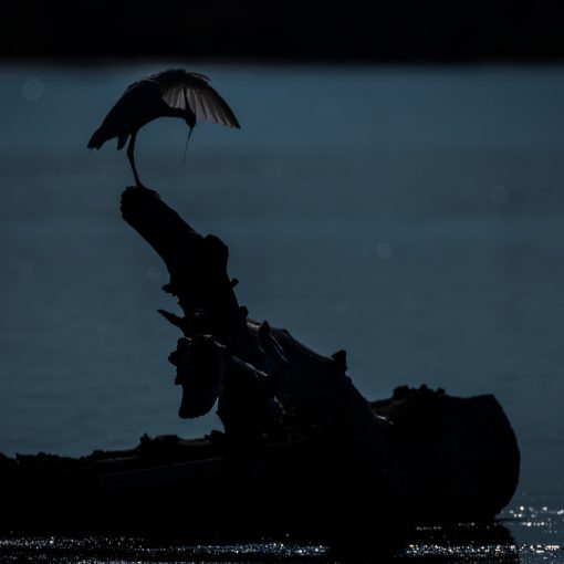 Aigrette garzette / Egretta garzetta