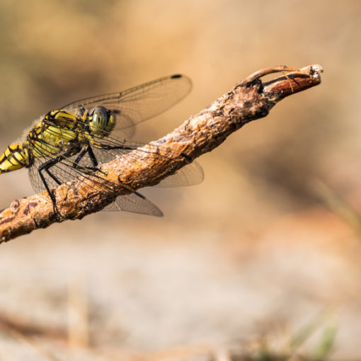 Orhtétrum réticulé / Orthetrum cancellatum