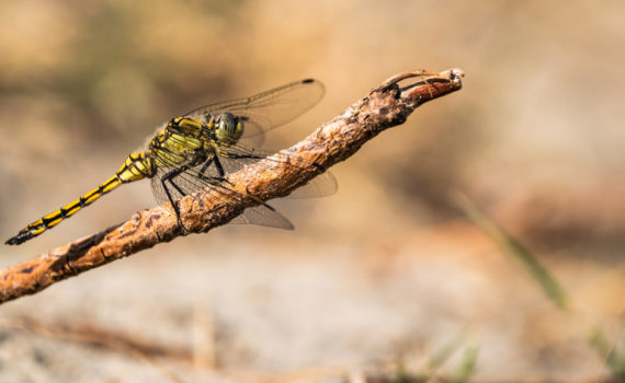 Orhtétrum réticulé / Orthetrum cancellatum