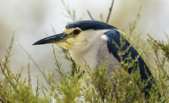 Bihoreau gris / Nycticorax nycticorax