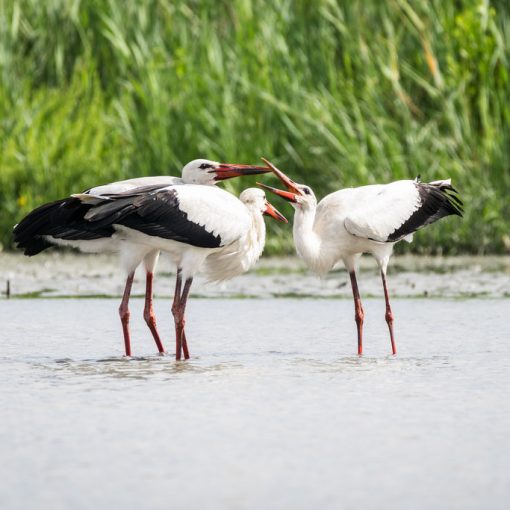 Cigogne blanche / Ciconia ciconia