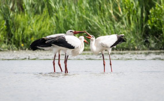 Cigogne blanche / Ciconia ciconia