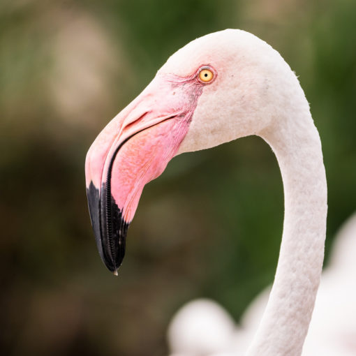 Flamant rose / Phoenicopeturs roseus