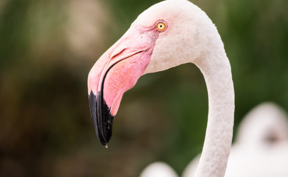 Flamant rose / Phoenicopeturs roseus