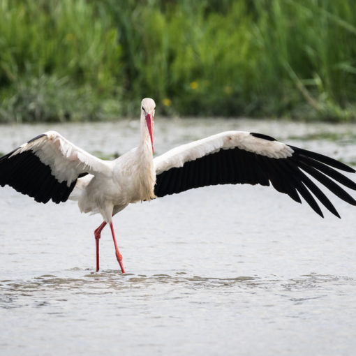 Cigogne blanche / Ciconia ciconia