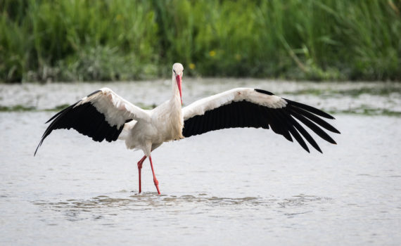 Cigogne blanche / Ciconia ciconia