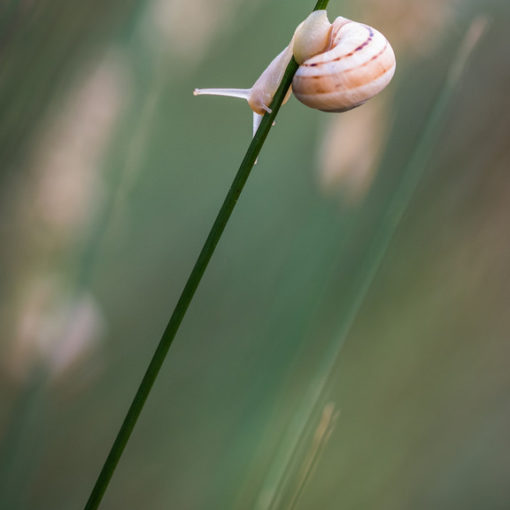 Escargot / Theba pisana