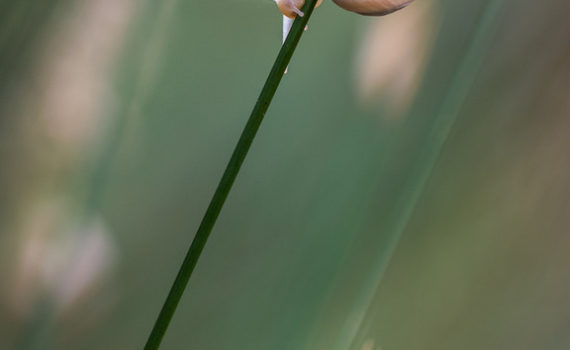 Escargot / Theba pisana