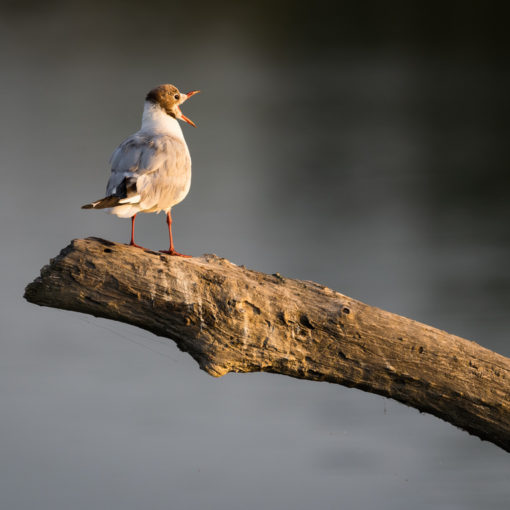 Mouette rieuse / Chroicocephalus ridibundus