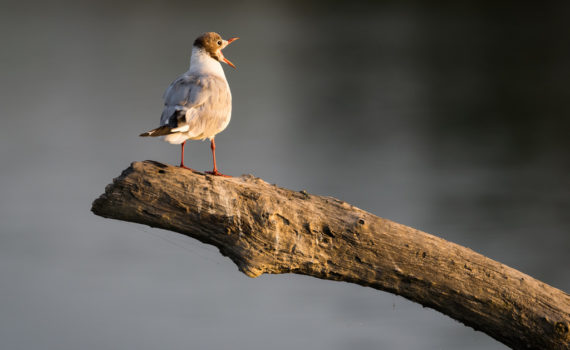 Mouette rieuse / Chroicocephalus ridibundus