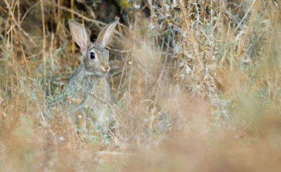 Lapin de Garenne / Oryctolagus cuniculus