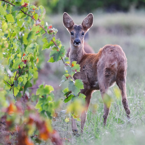 Chevreuil / Capreolus capreolus