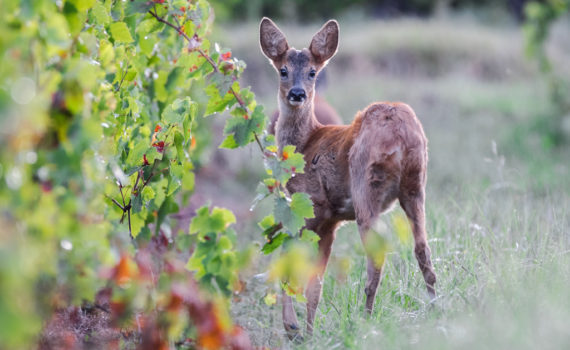 Chevreuil / Capreolus capreolus