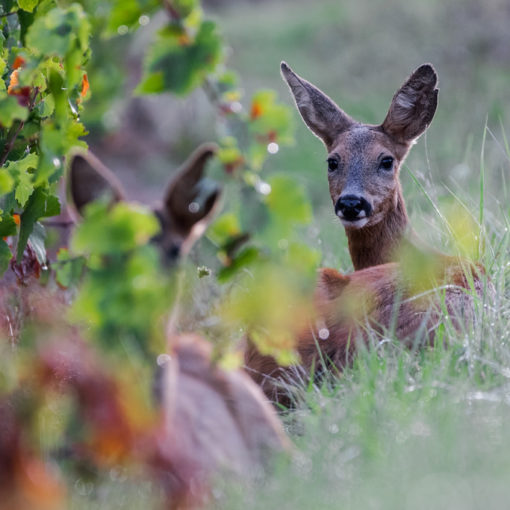 Chevreuil / Capreolus capreolus