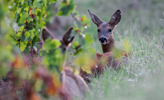 Chevreuil / Capreolus capreolus