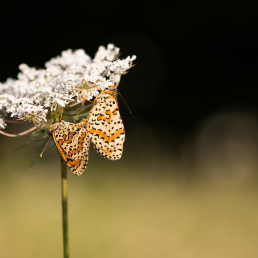 Mélitée orangée / Melitaea didyma