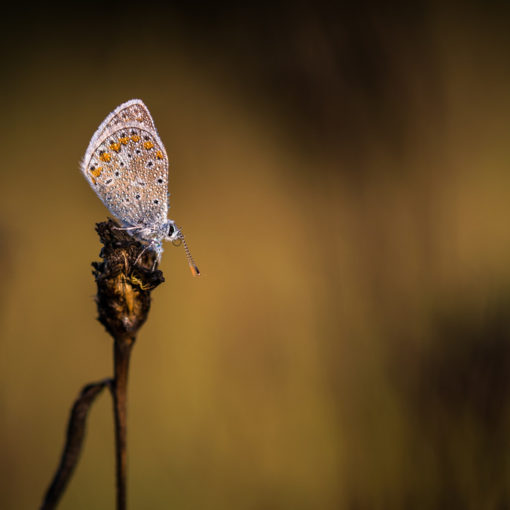 Azuré commun / Polyommatus icarus