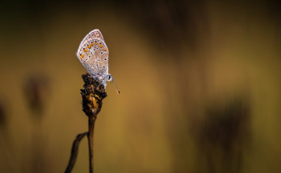 Azuré commun / Polyommatus icarus