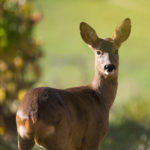 Chevreuil / Capreolus caprelous