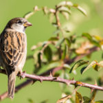 Moineau domestique / Passer domesticus