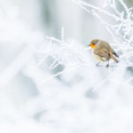 Rougegorge familier / Erithacus rubecula