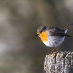 Rougegorge familier / Erithacus rubecula