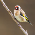 Chardonneret élégant / Carduelis carduelis