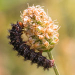 Mélitée du plantain / Melitaea cinxia