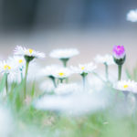 Pâquerette / Bellis perennis