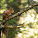 Ecureuil roux / Sciurus vulgaris