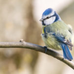 Mésange bleue / Cyanistes caeruleus